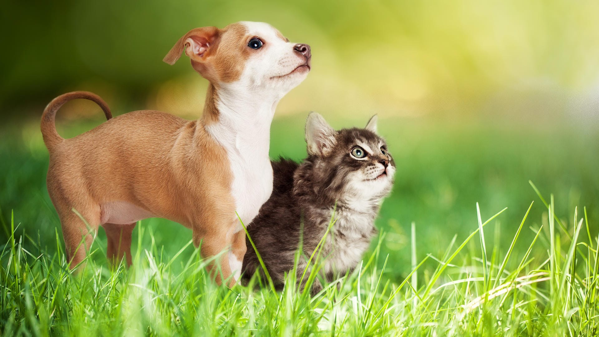 Ein Hund und eine Katze stehen im Gras