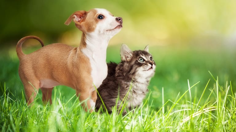 Ein Hund und eine Katze stehen im Gras
