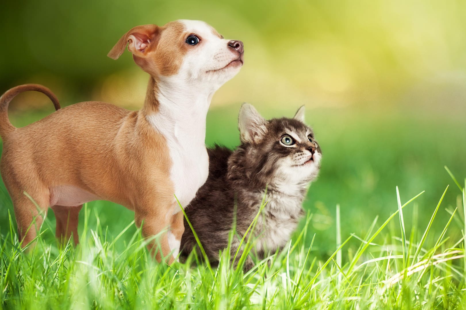 Ein Hund und eine Katze stehen im Gras