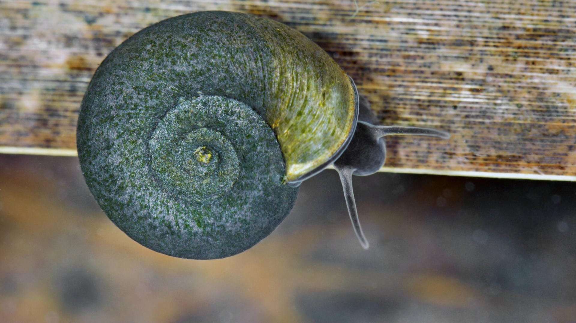 Die Tellerschnecke ist nützlich