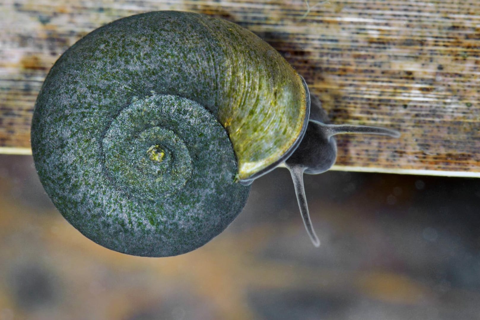 Die Tellerschnecke ist nützlich