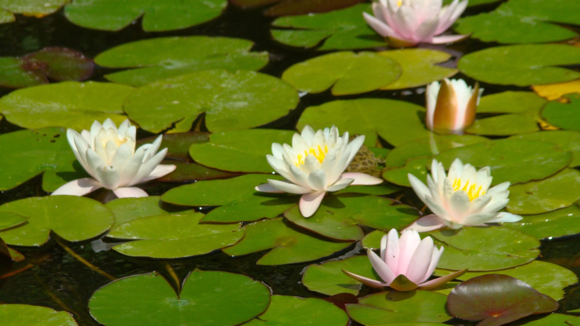 Seerosen im Teich