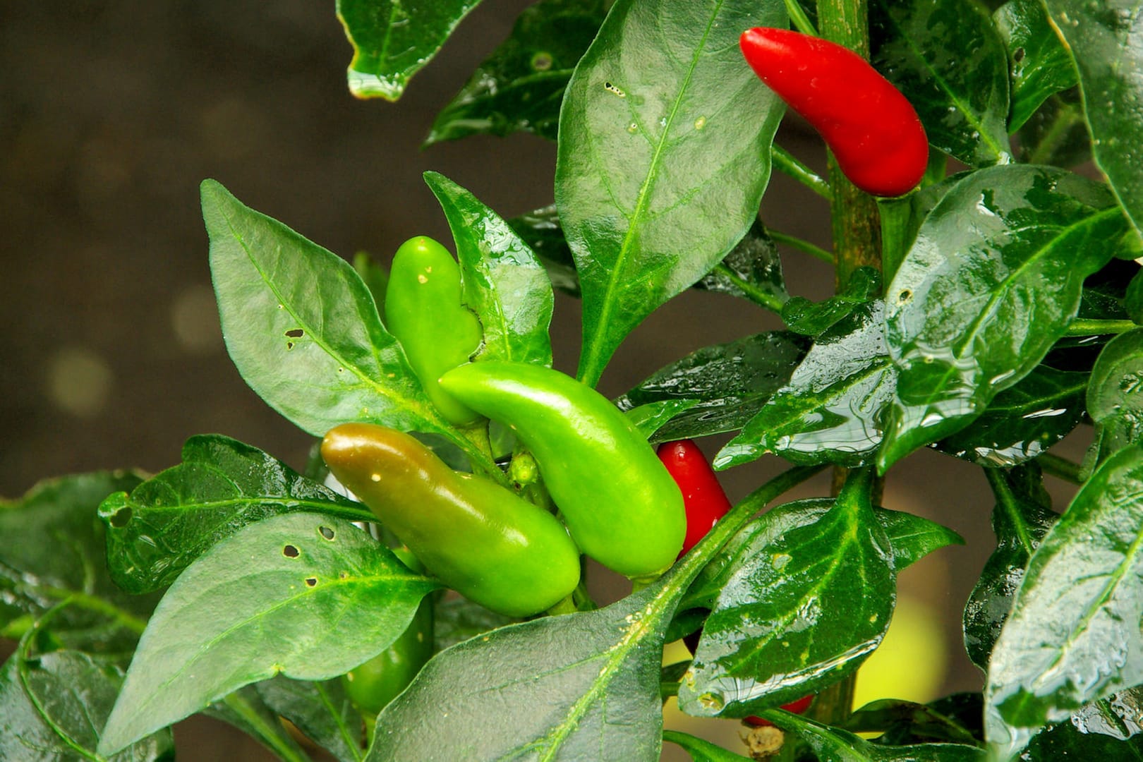 Peperoni können Sie selbst anbauen