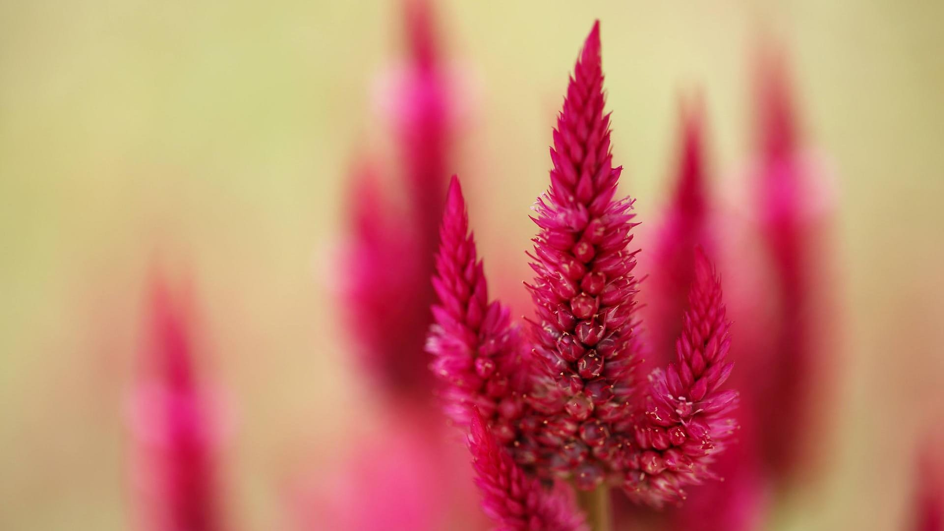 Brandschopf oder auch Celosia genannt