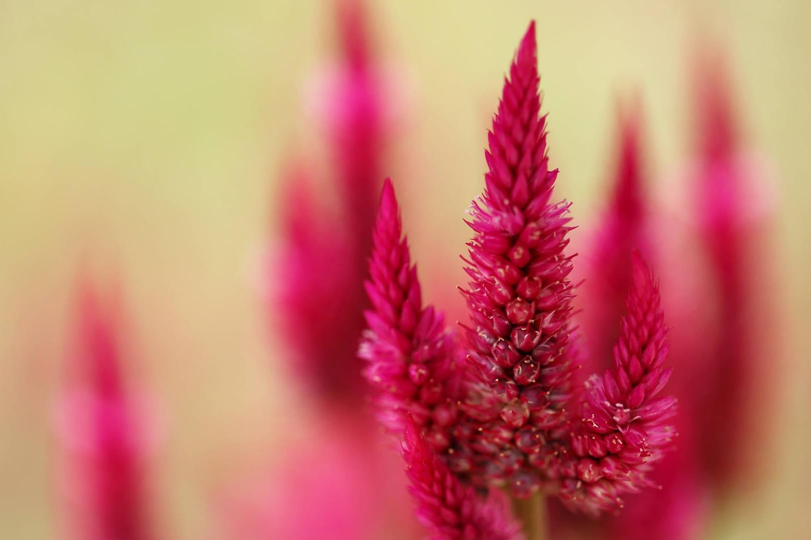 Brandschopf oder auch Celosia genannt