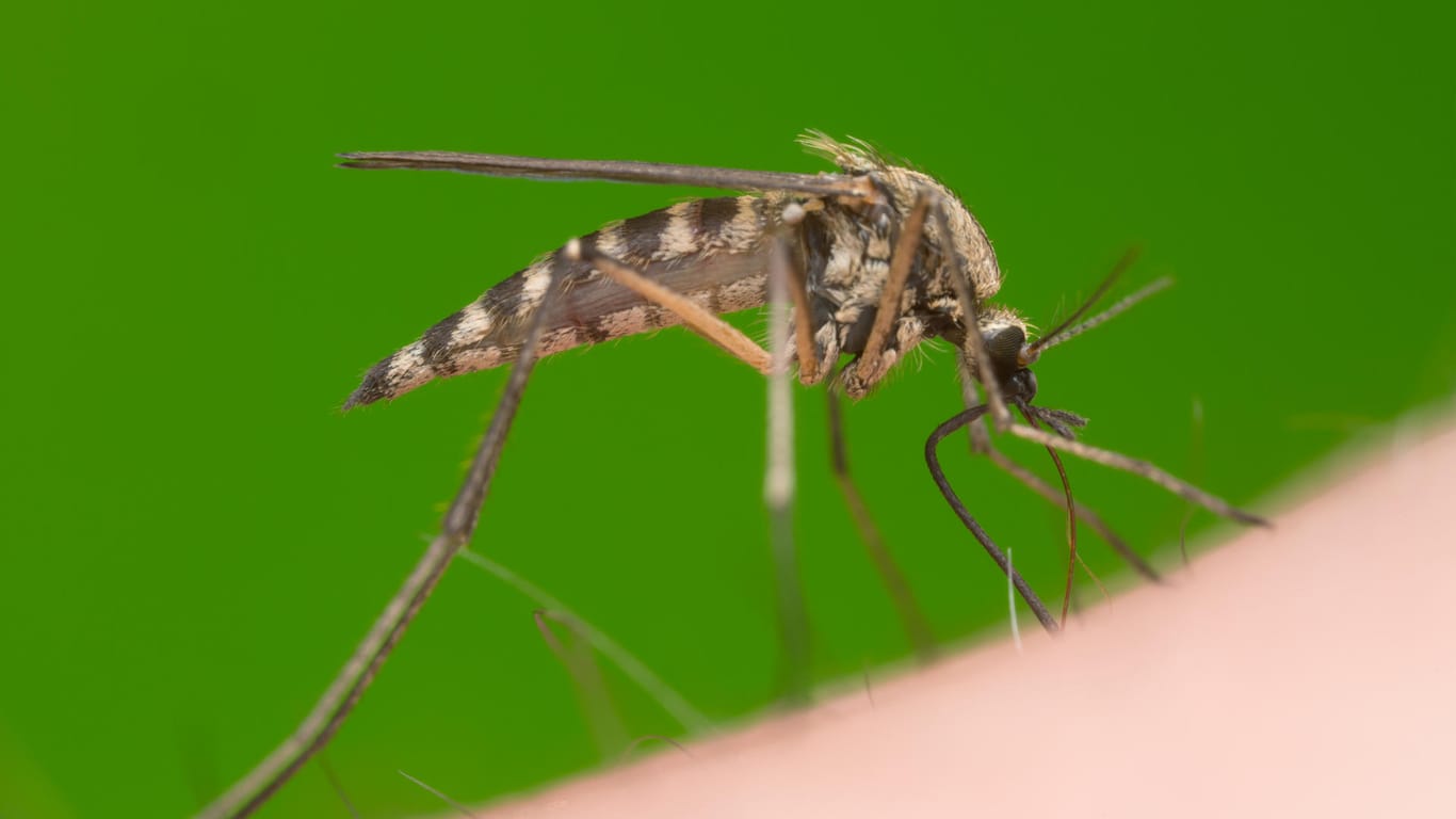 Eine Mücke auf der Haut in Nahaufnahme