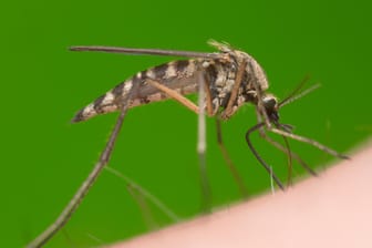 Eine Mücke auf der Haut in Nahaufnahme