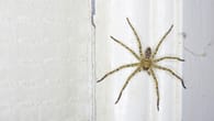 Helfen Hausmittel gegen Spinnen? Was wirkt und was nicht