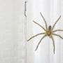Helfen Hausmittel gegen Spinnen? Was wirkt und was nicht