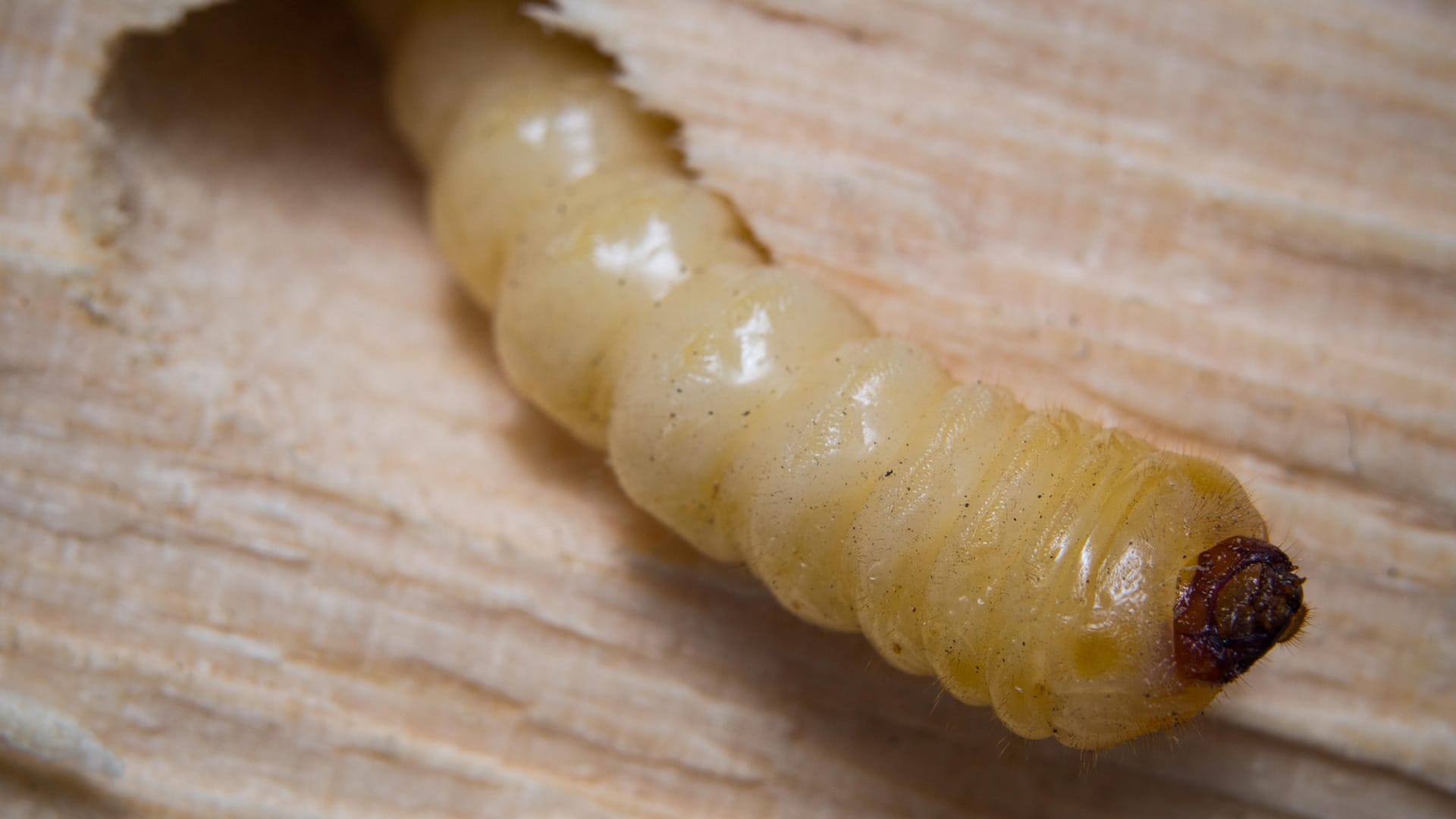 Ein Holzwurm im Holz in Großaufnahme.