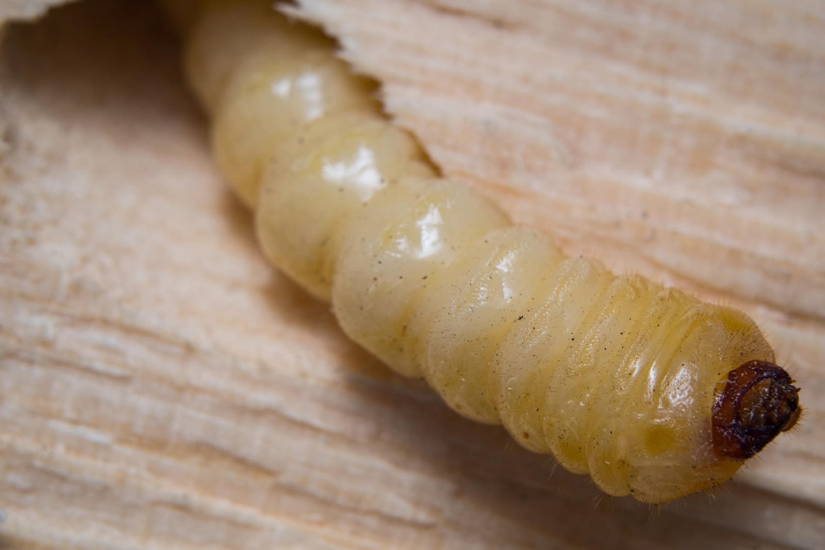 Ein Holzwurm im Holz in Großaufnahme.