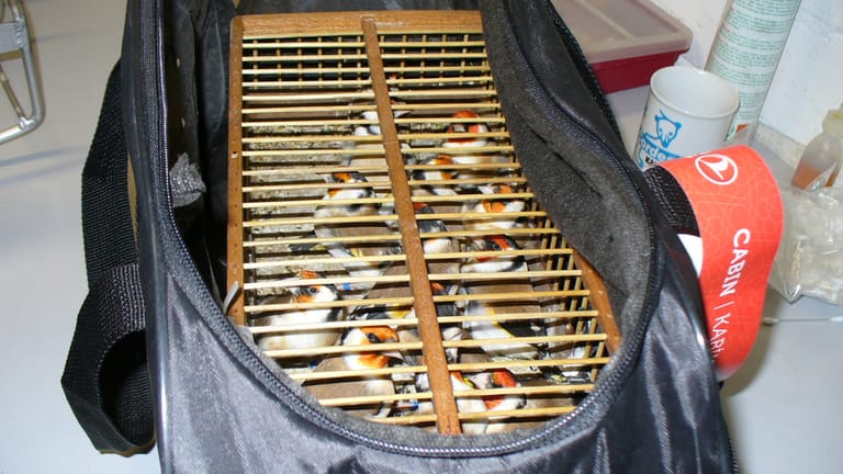 Vögel in einem Koffer
