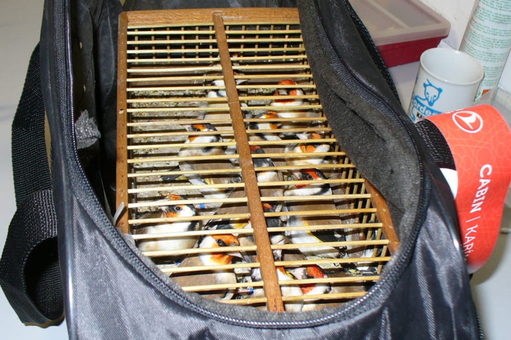 Vögel in einem Koffer
