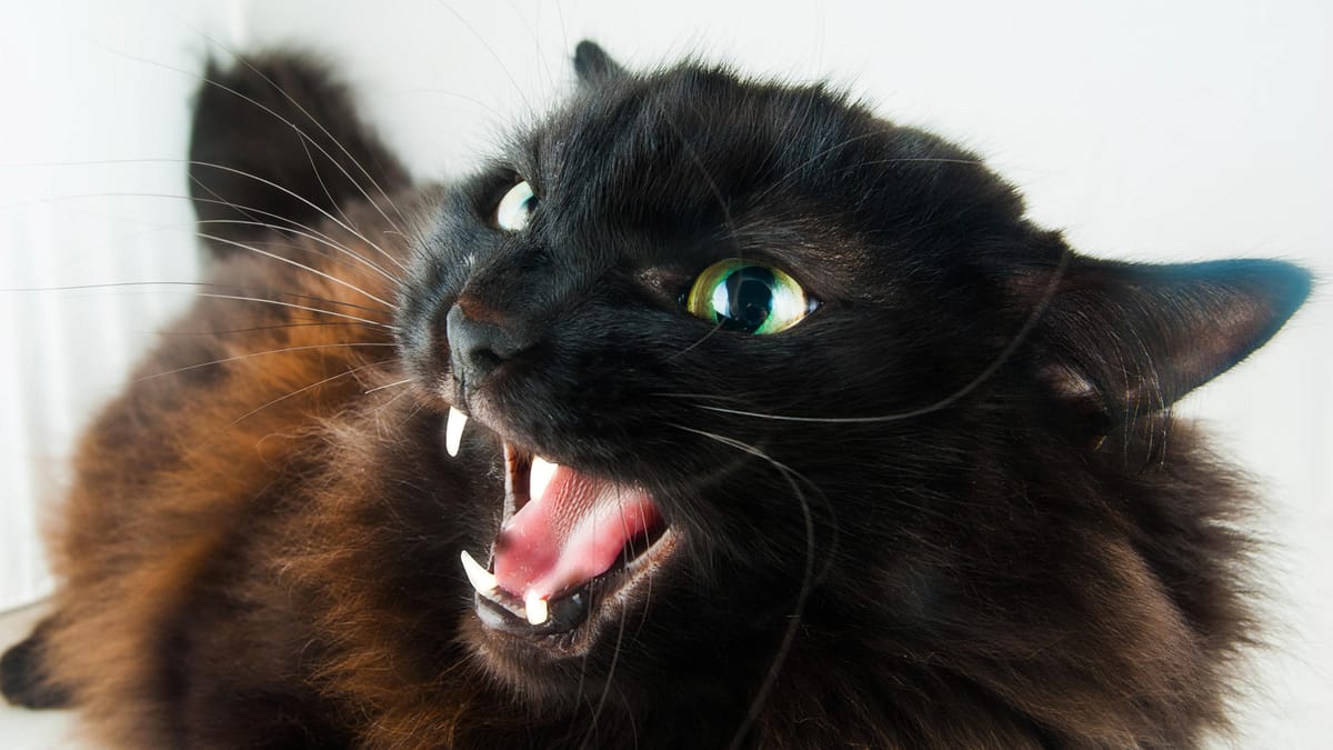 Katzenbiss auf jeden Fall desinfizieren