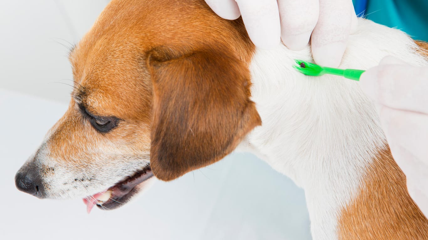 Zecken entfernen: Bei einem Hund können Sie einen Zeckenhaken verwenden.