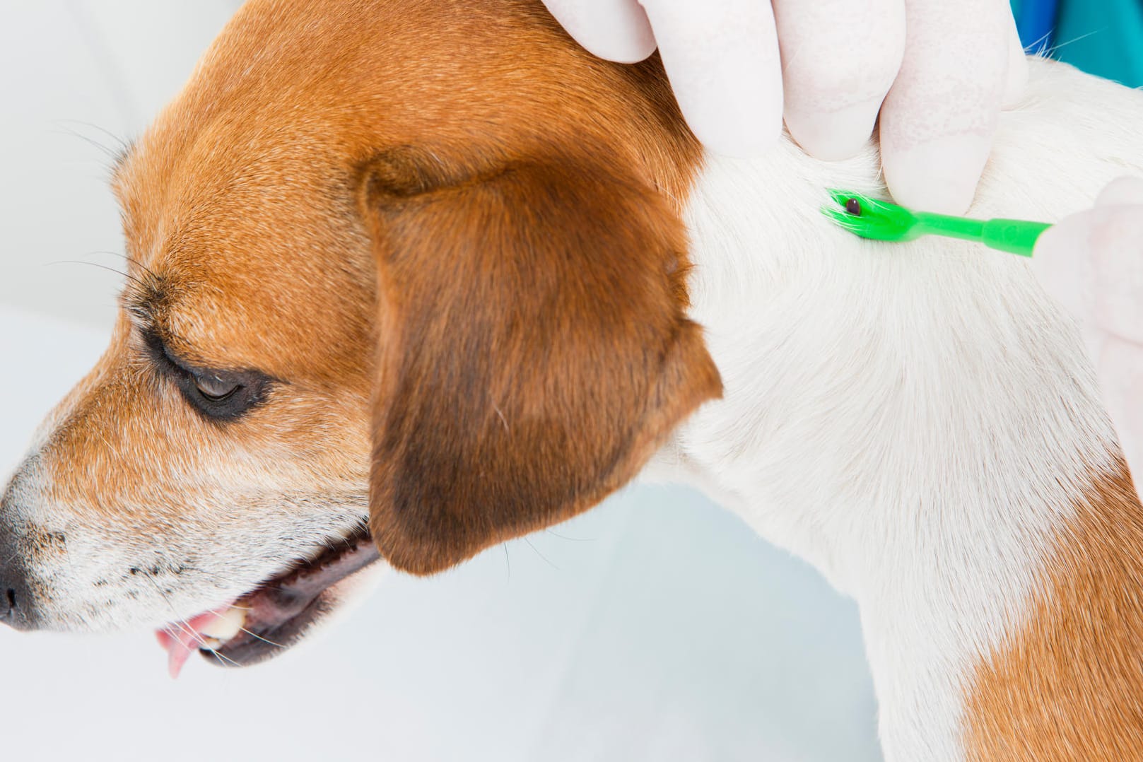 Zecken entfernen: Bei einem Hund können Sie einen Zeckenhaken verwenden.