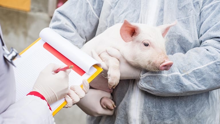 Schweine sind dem Menschen genetisch ähnlich und könnten sich als Organspender eignen.