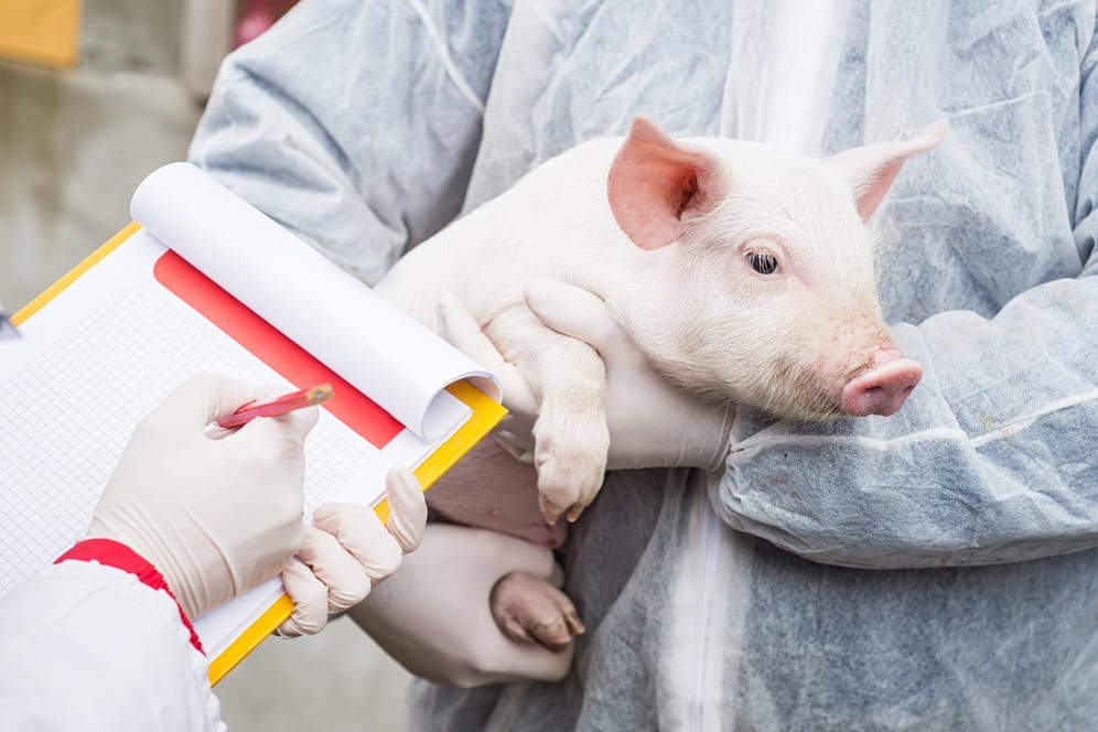 Schweine sind dem Menschen genetisch ähnlich und könnten sich als Organspender eignen.