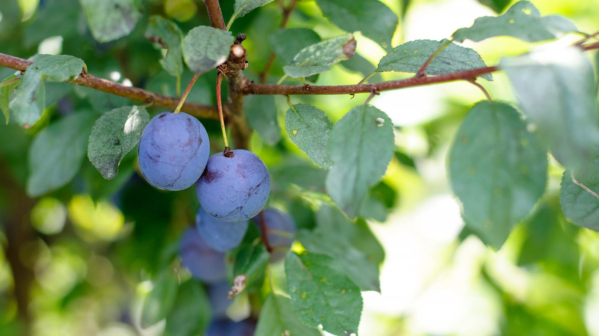 Ein Pflaumenbaum ist ein pflegeleichter Obstbaum.