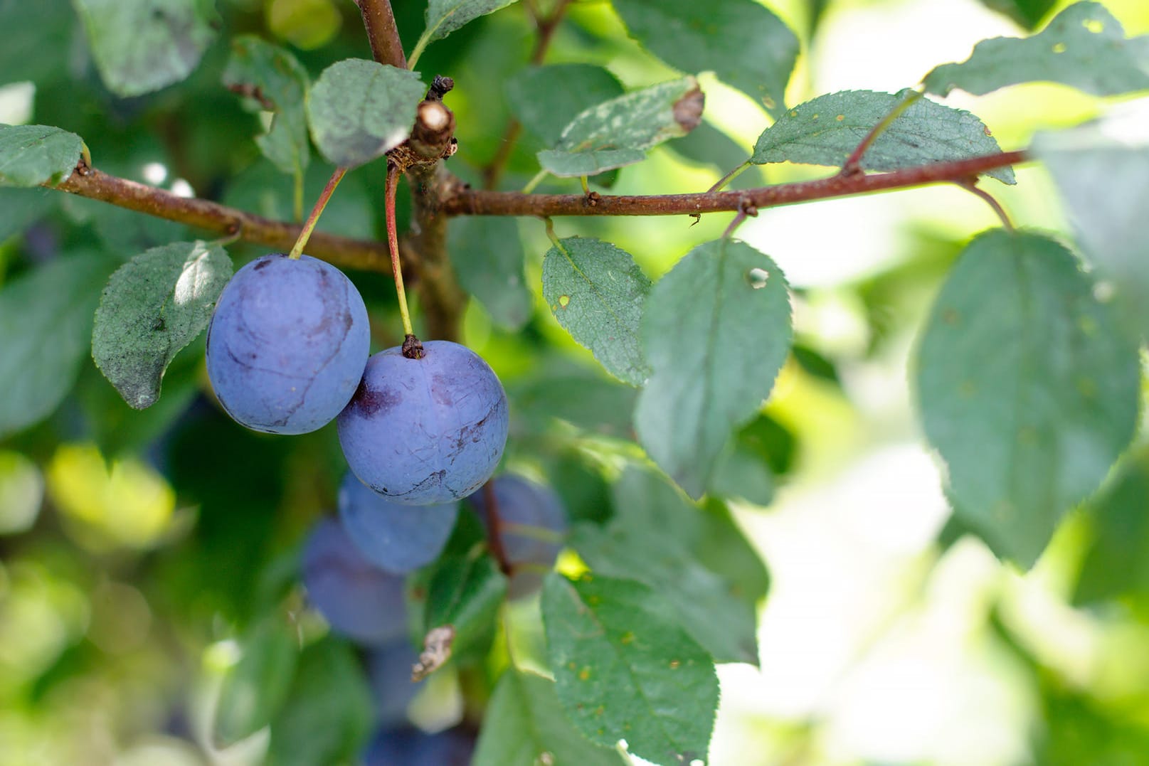 Ein Pflaumenbaum ist ein pflegeleichter Obstbaum.