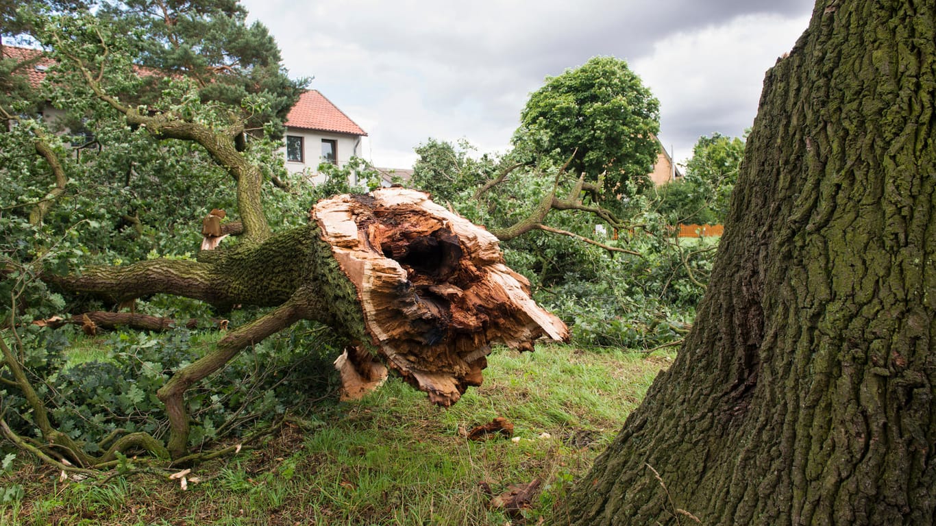Umgefallener Baum: Sturmschäden müssen Sie gut dokumentieren.