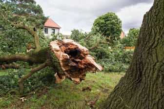 Umgefallener Baum: Sturmschäden müssen Sie gut dokumentieren.