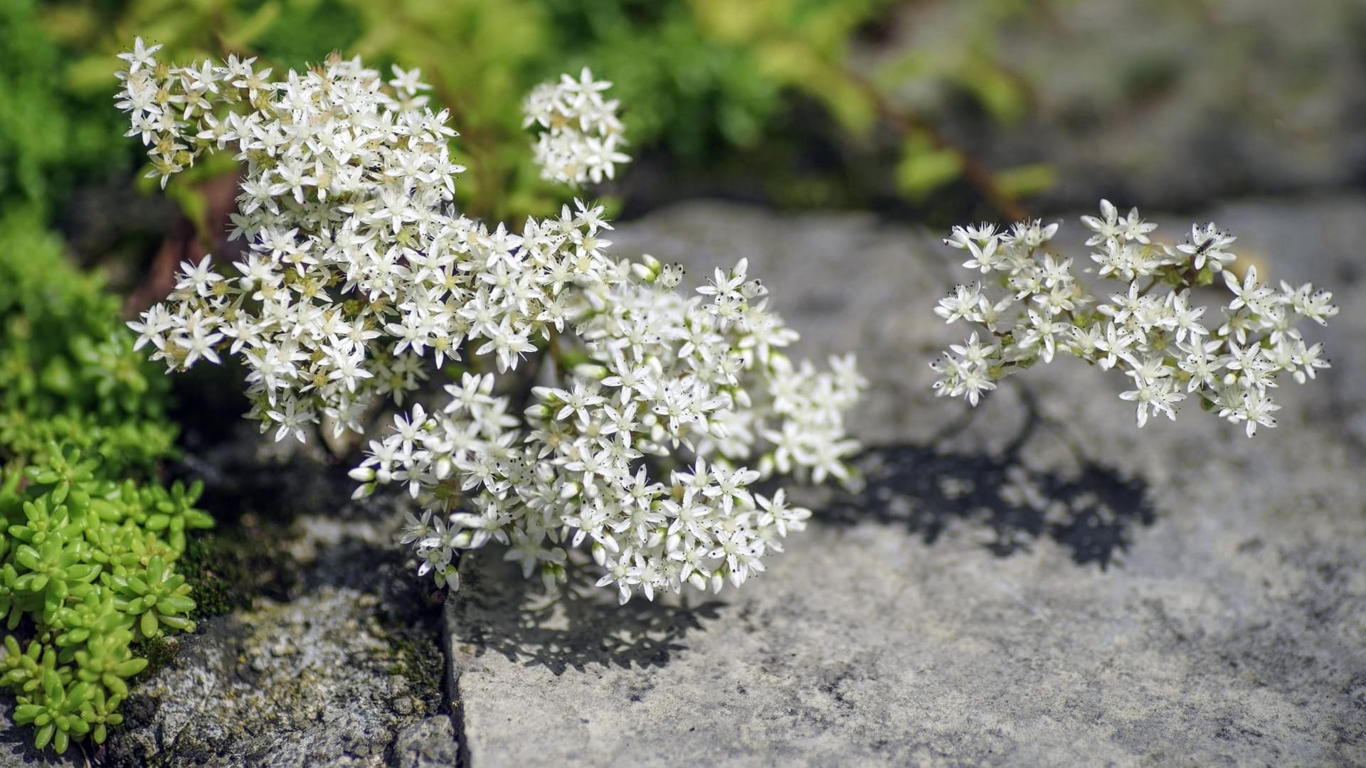 Weiße Fetthenne (Sedum album): Sie gedeiht gut in einem Steingarten.