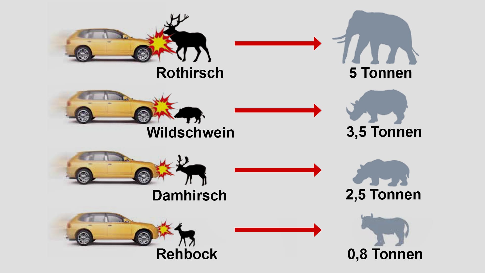 Aus Hirsch wird Elefant: Das Aufprallgewicht unserer Wildtiere bei Tempo 60 ist um ein Vielfaches höher als ihr eigentliches Gewicht.