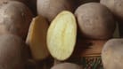 Kartoffel (Solanum tuberosum Linda)