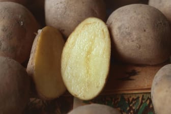 Kartoffel (Solanum tuberosum Linda)
