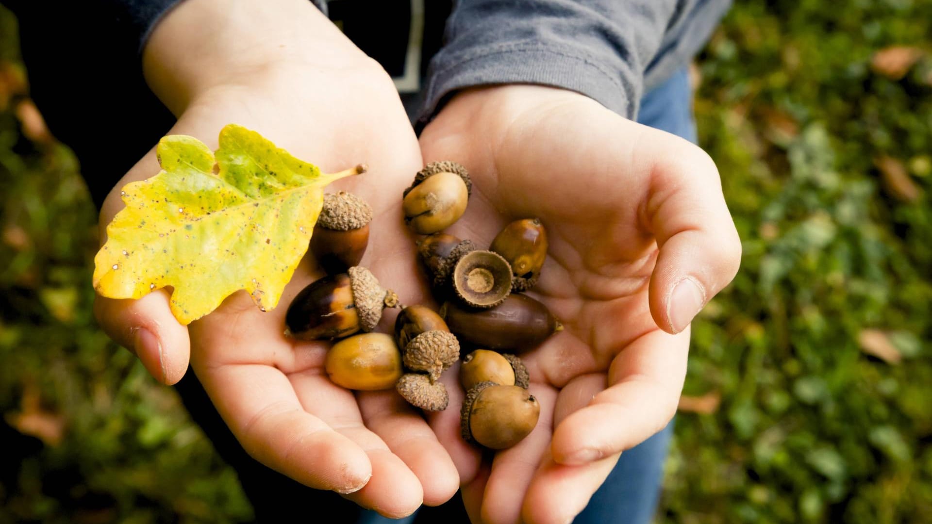 Eicheln in der Hand eines Mädchens