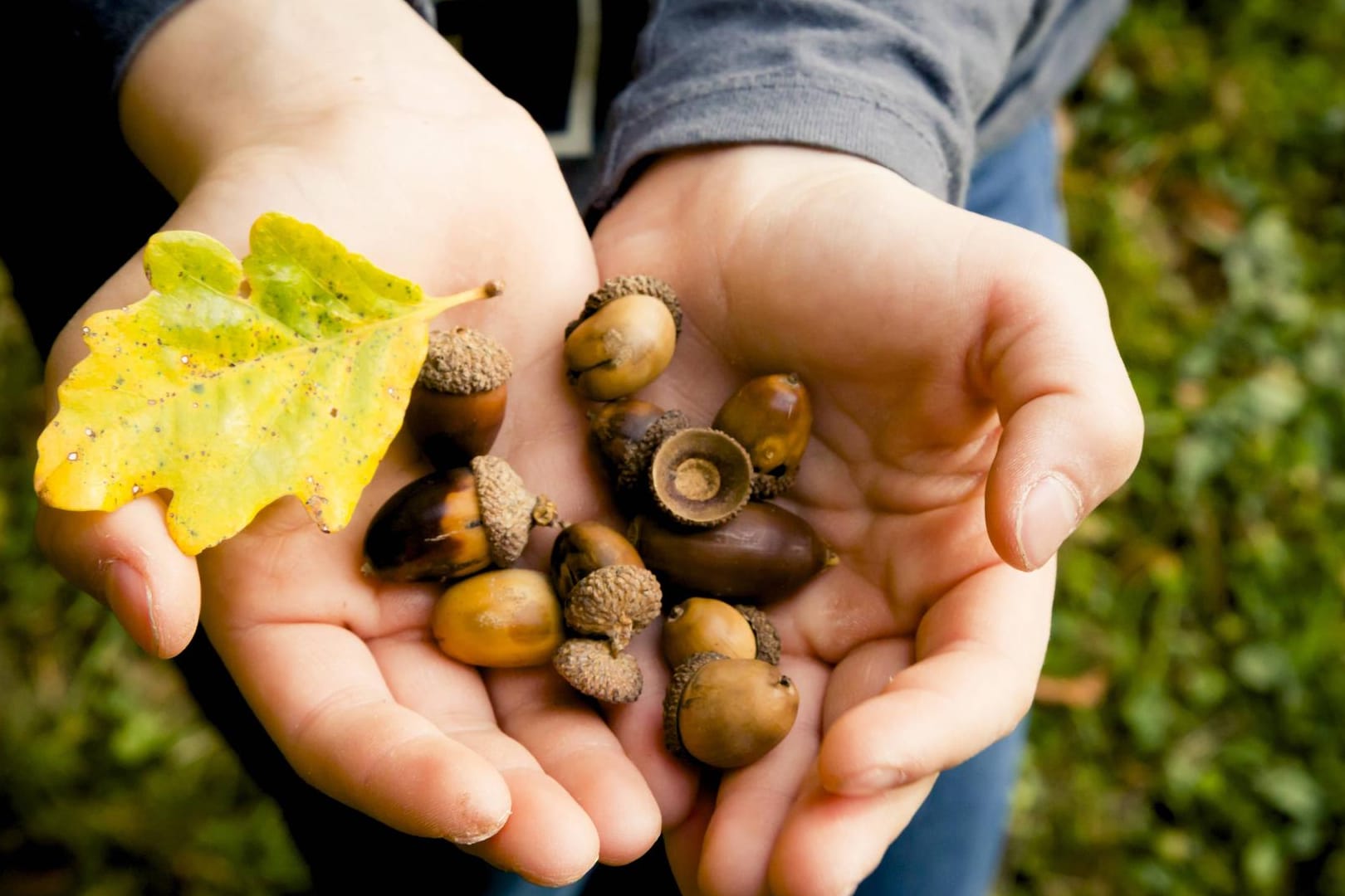 Eicheln in der Hand eines Mädchens