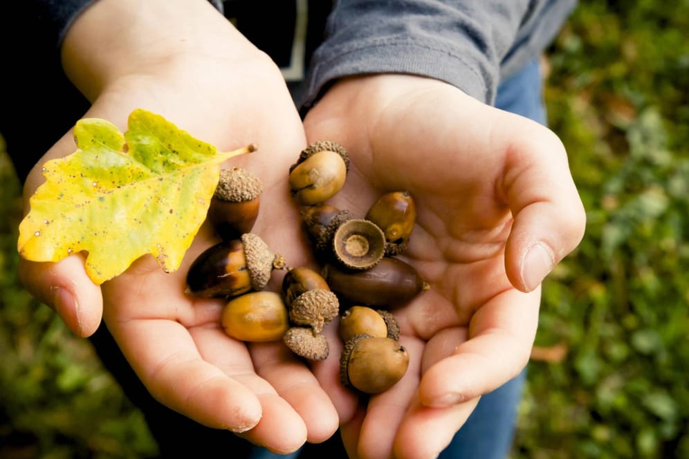 Eicheln in der Hand eines Mädchens