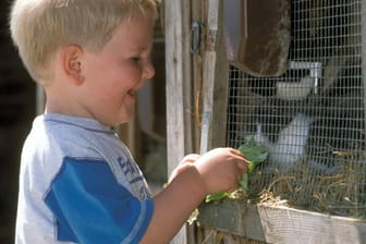 Junge füttert einen Hasen
