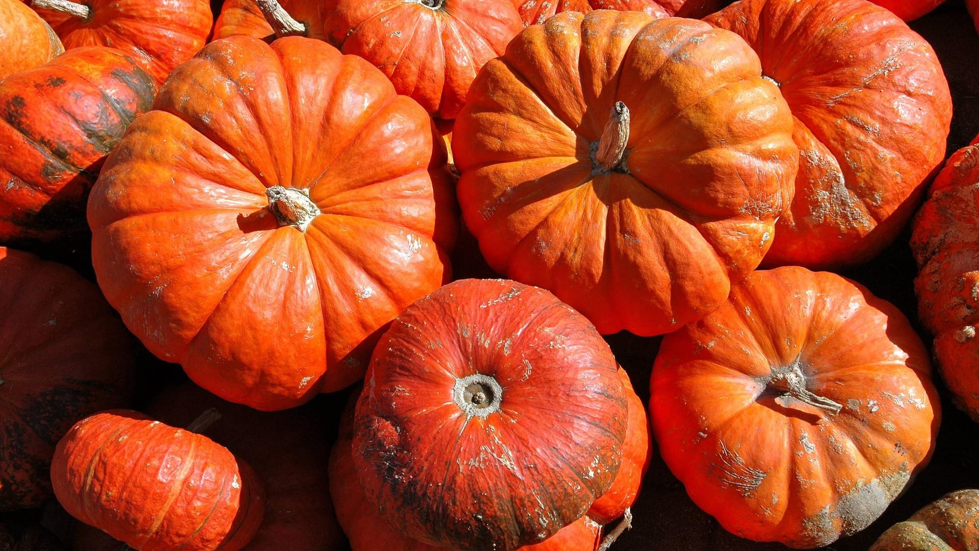 Kürbisse ROTER ZENTNER