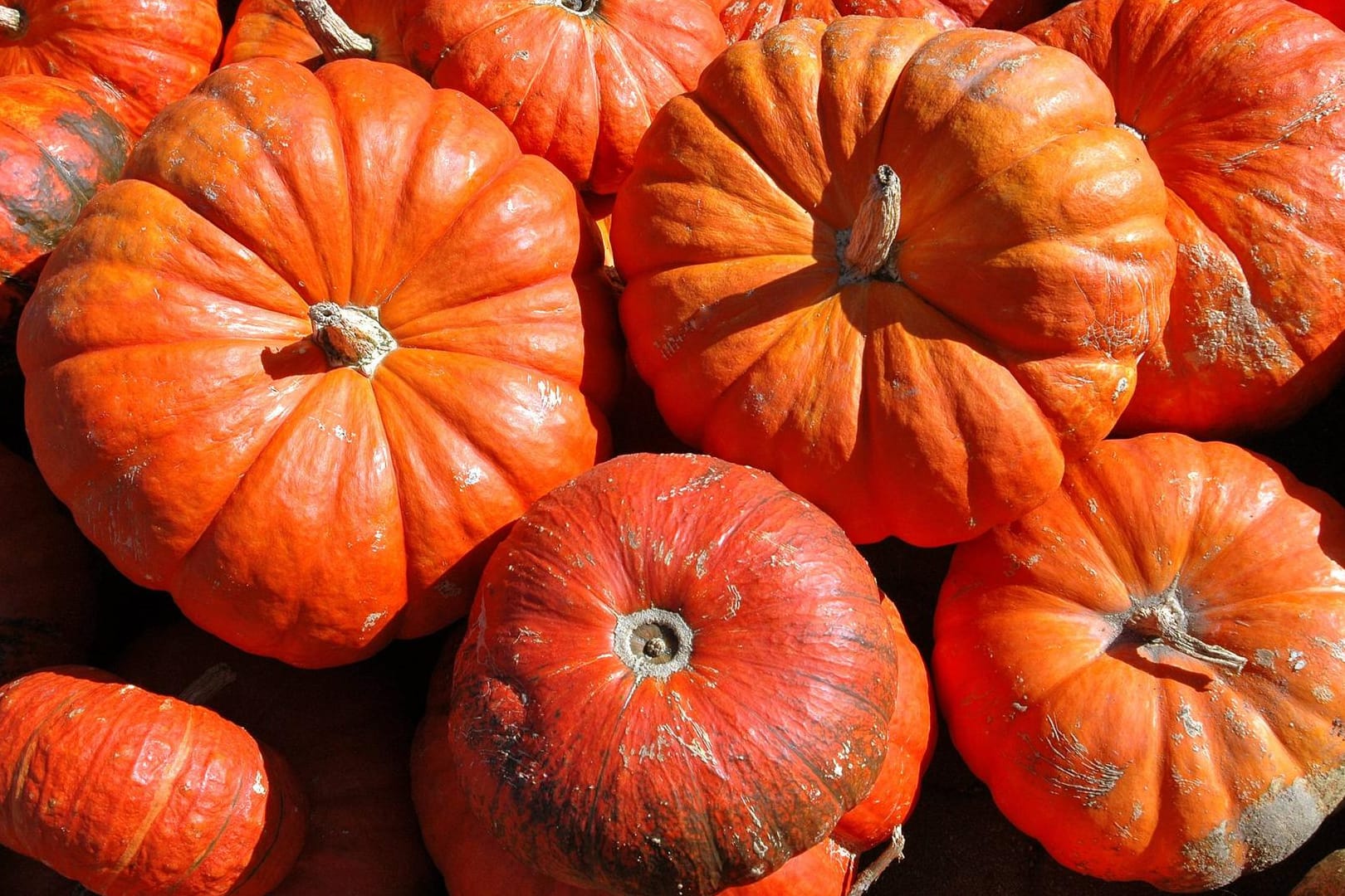 Kürbisse ROTER ZENTNER