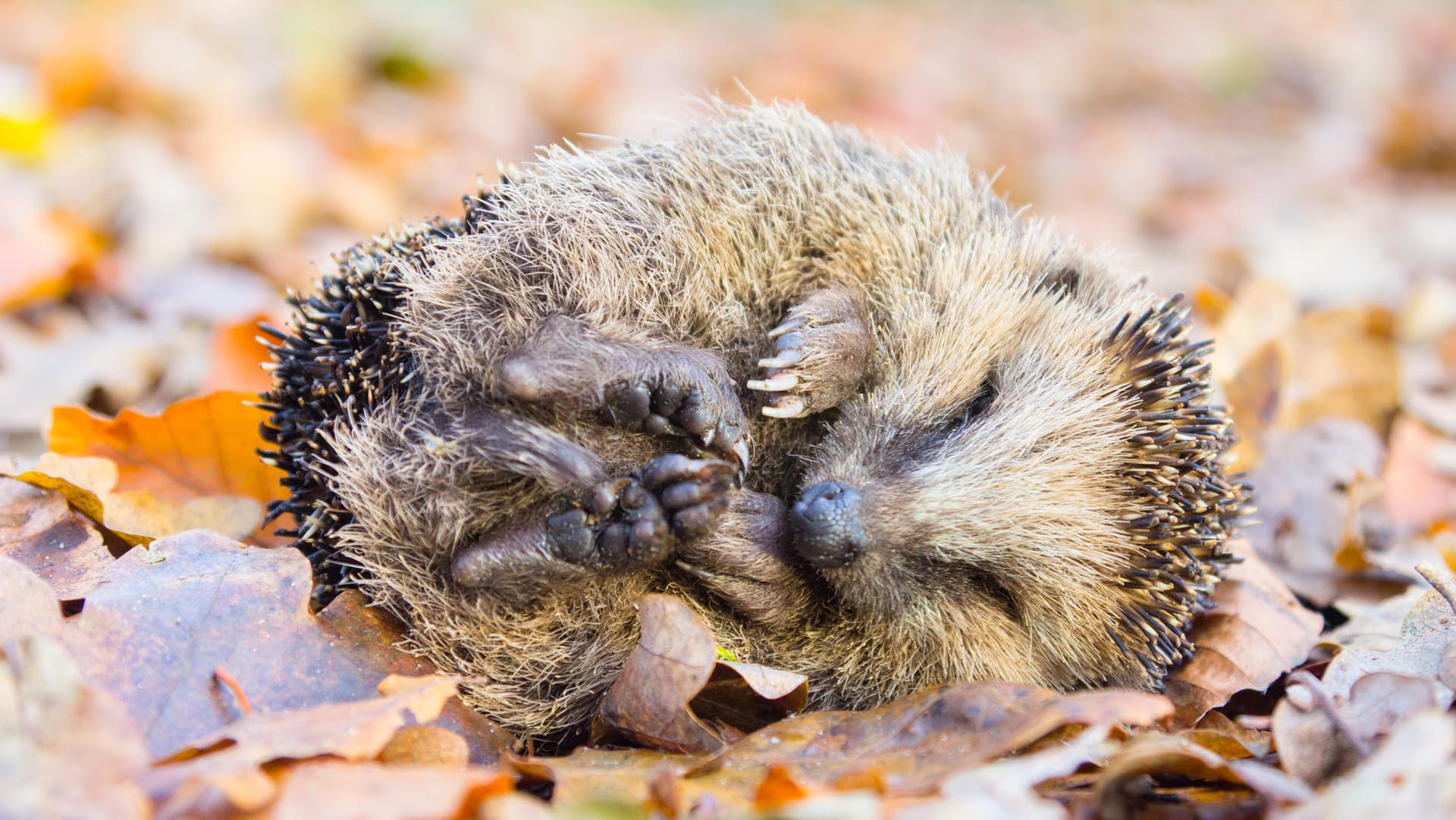 Ein Igel liegt auf einem Laubhaufen