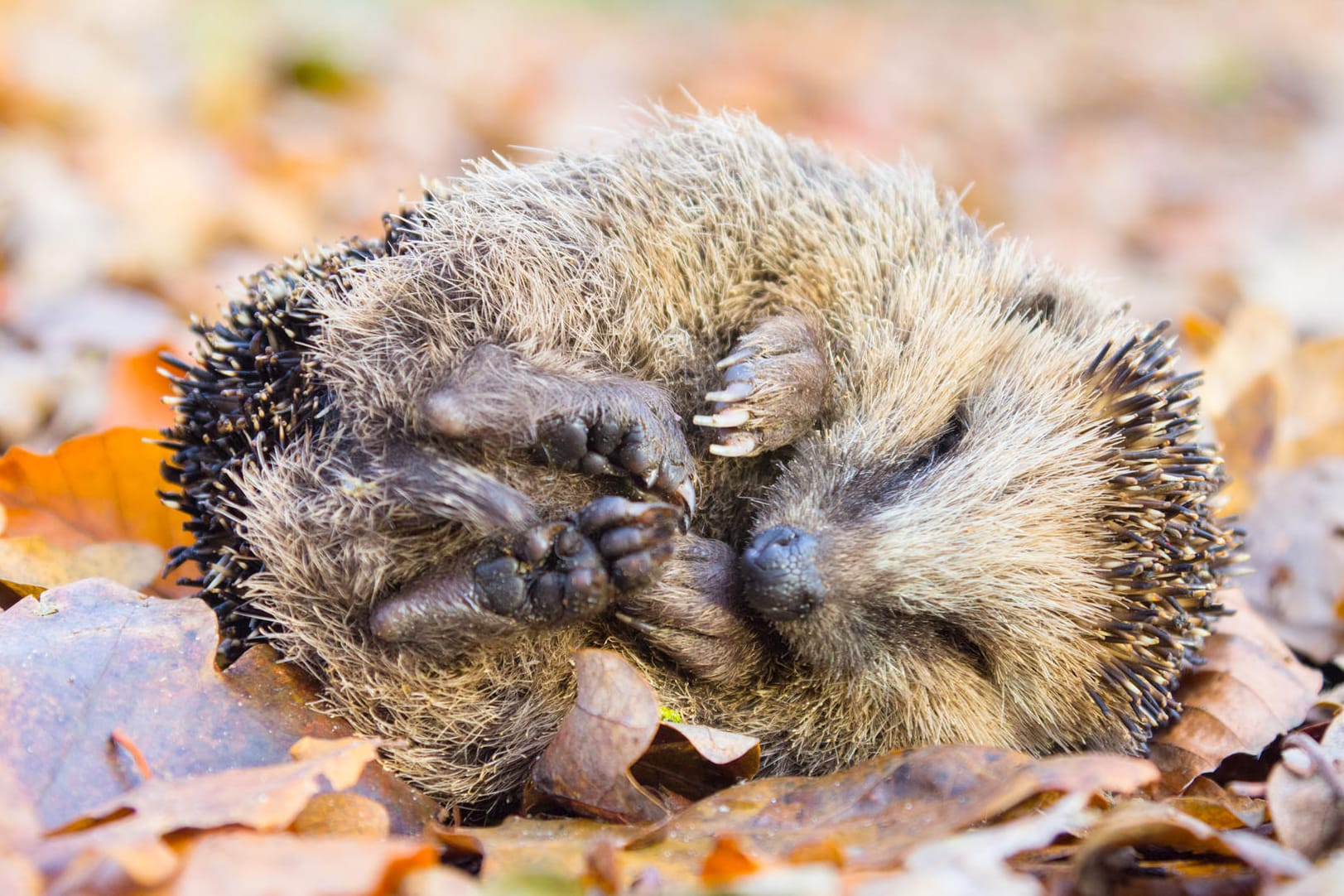 Ein Igel liegt auf einem Laubhaufen