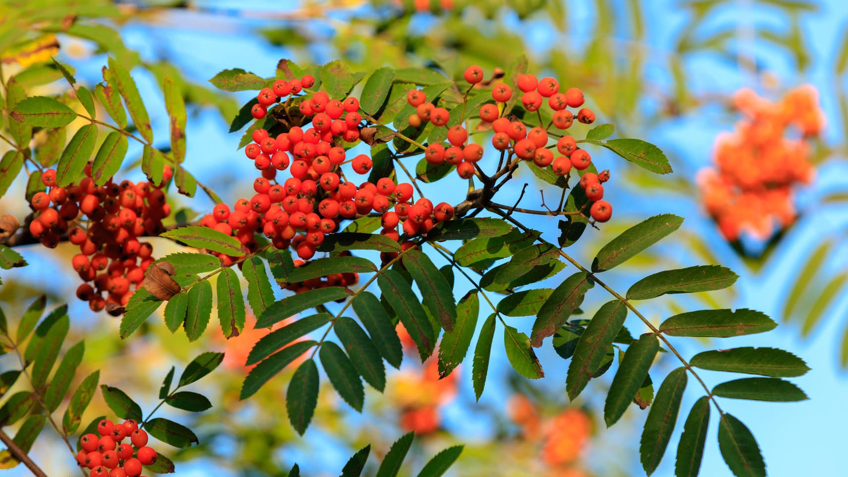 Die leuchtend rot-orangen Vogelbeeren sollen sehr giftig sein – doch das stimmt nicht.