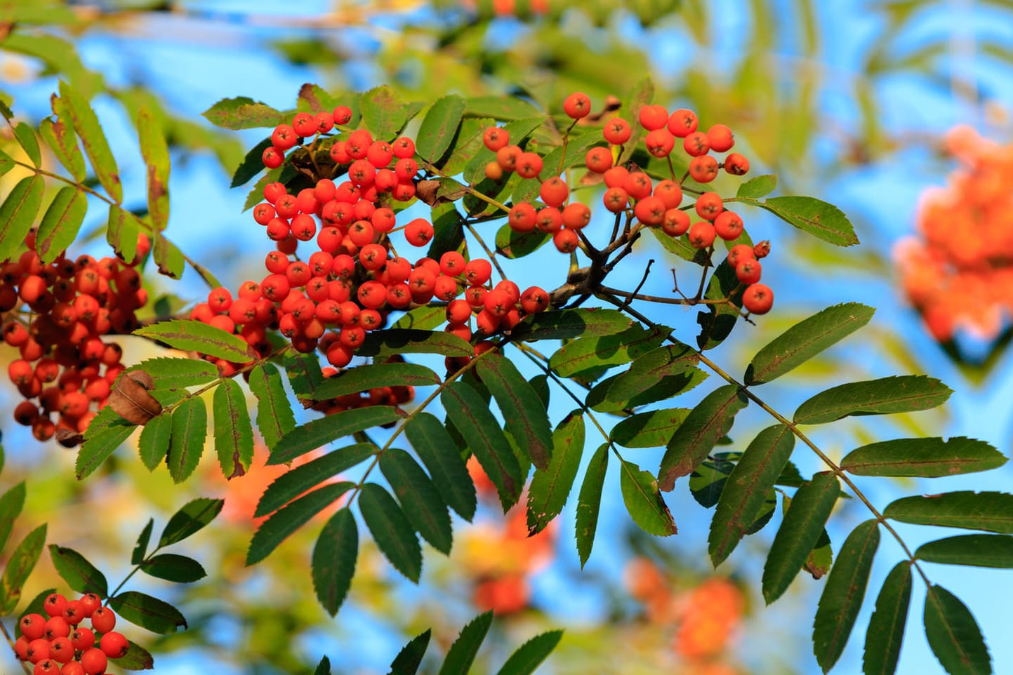 Die leuchtend rot-orangen Vogelbeeren sollen sehr giftig sein – doch das stimmt nicht.