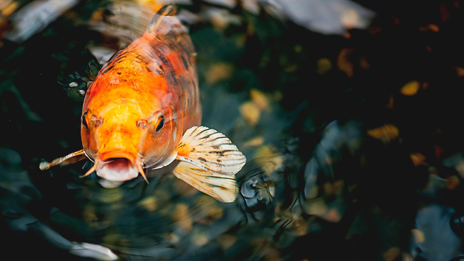 Orangener Koi-Karpfen