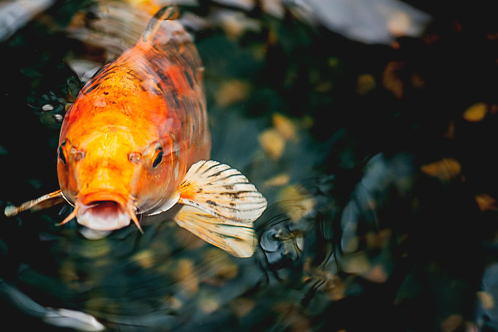 Orangener Koi-Karpfen