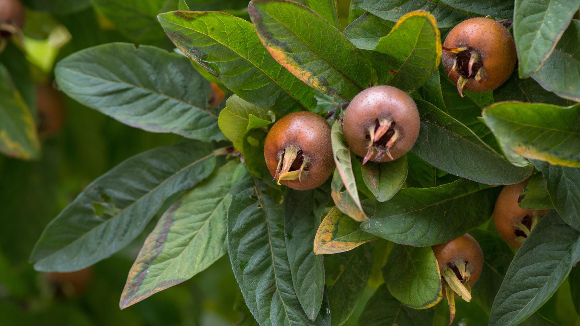 Die Echte Mispel (Mespilus germanica) wird auch Steinapfel genannt. Sie ist besonders reich an Vitamin C.