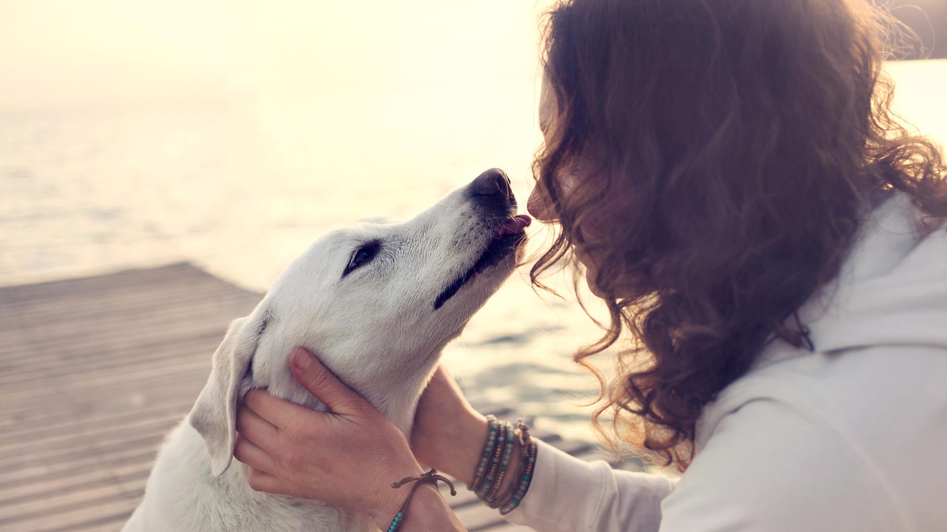 Hundespeichel kann Krankheiten übertragen