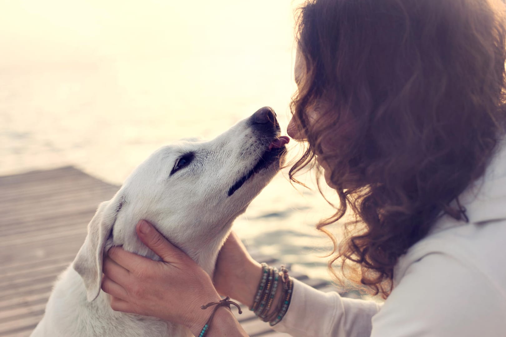 Hundespeichel kann Krankheiten übertragen