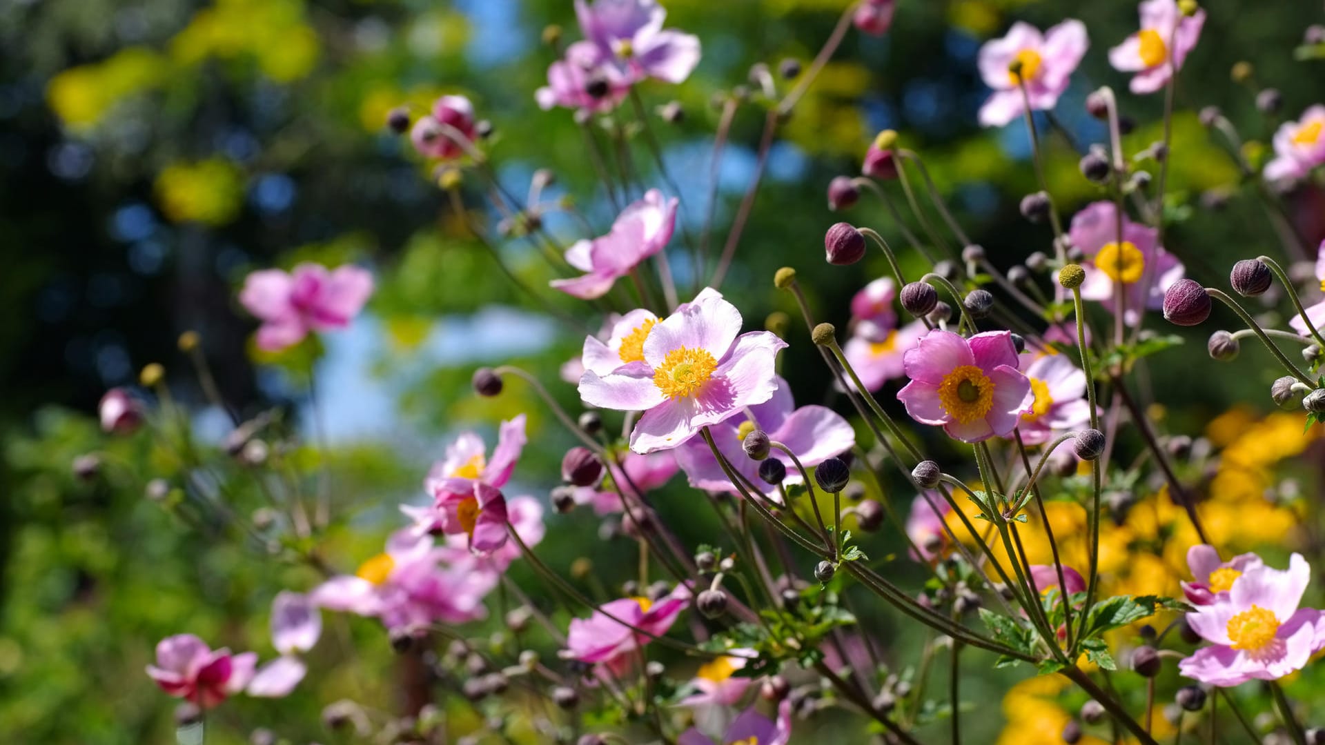 Herbstanemone Blumen im Sommer