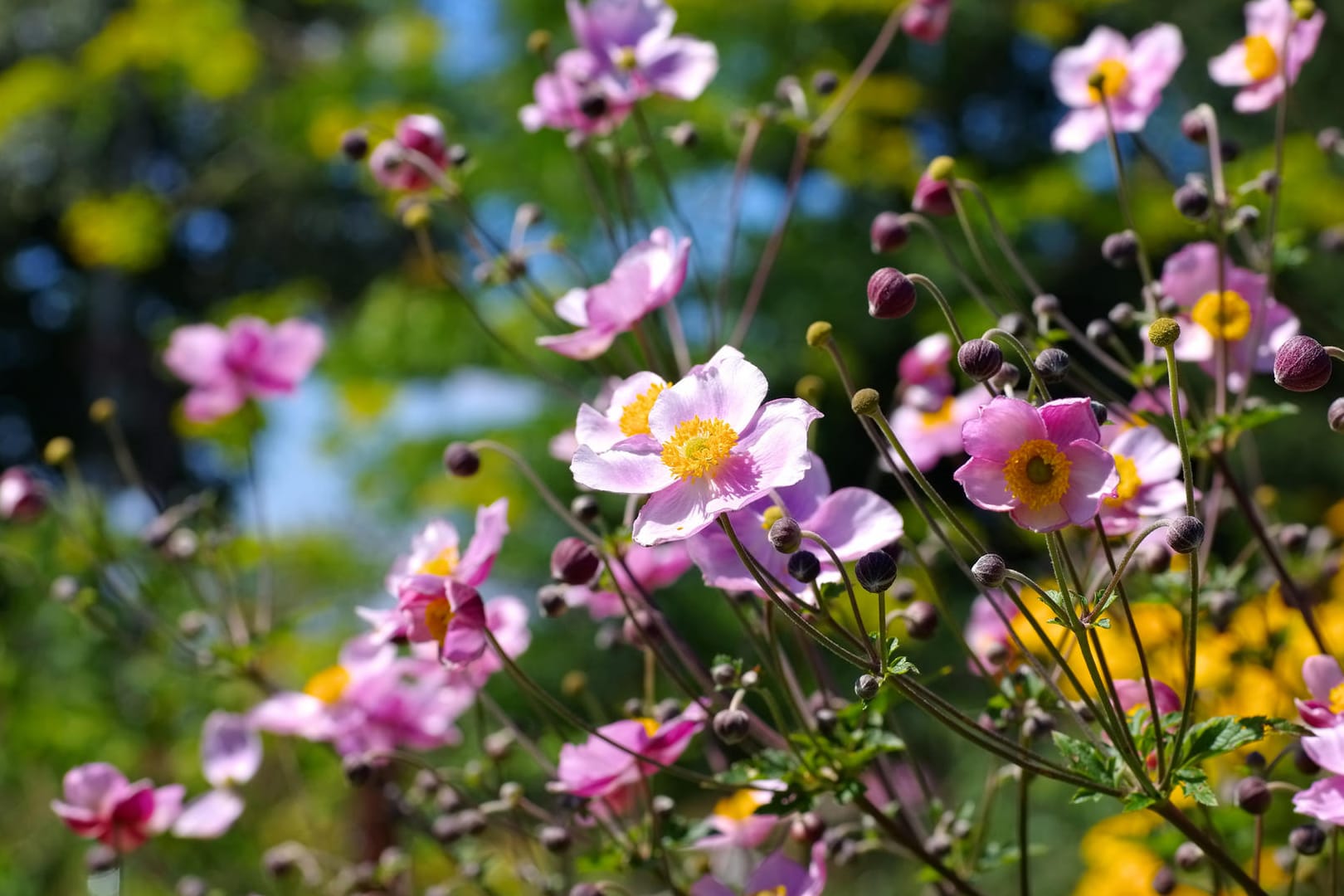 Herbstanemone Blumen im Sommer