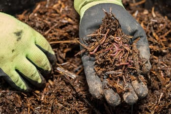 Würmer helfen beim Kompostieren.