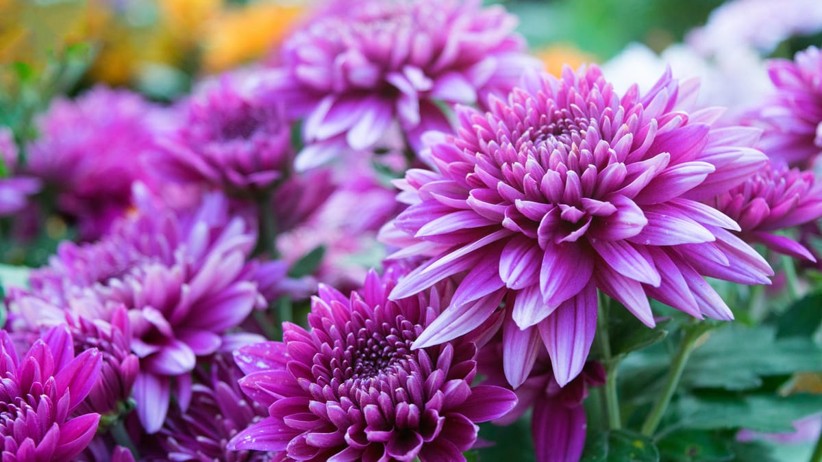 Chrysanthemen überwintern und vermehren