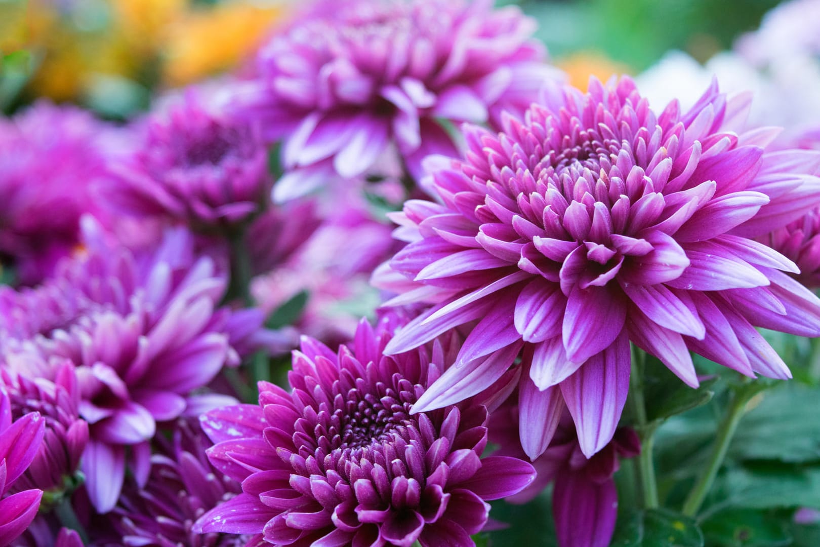 Chrysanthemum